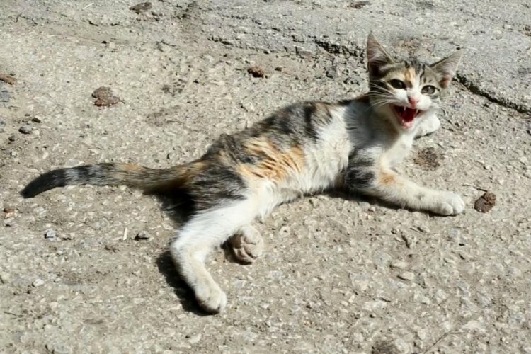 Bursa'da yaralı kediye Yenişehir Belediyesi sahip &ccedil;ıktı
