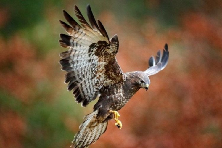 Kayseri'de şahin avlayan 2 kişiye şok eden para cezası