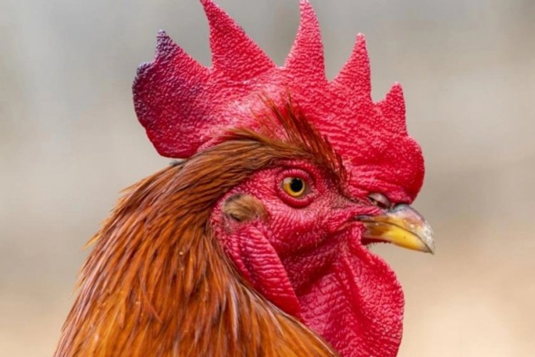 İlgin&ccedil; olay! &Ccedil;ok &ouml;ten horoz mahkemeye verildi