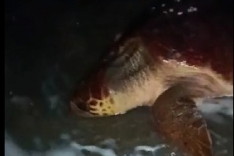 Yumurtlamaya gelen caretta carettaya flaşlı engel