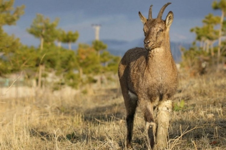 T&uuml;rkiye'deki yaban hayvanı t&uuml;r sayısı 785 oldu