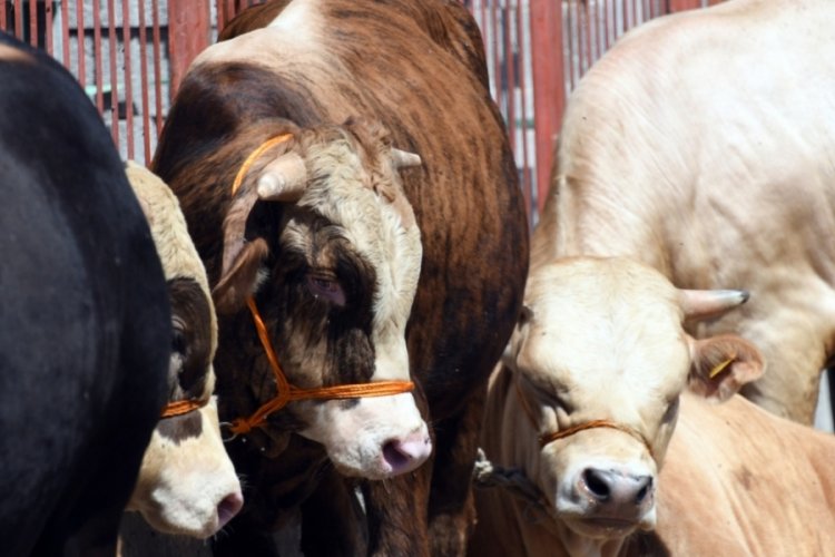 TZOB Başkanı Bayraktar: &Uuml;reticiler damızlıklarını kesime g&ouml;nderiyor