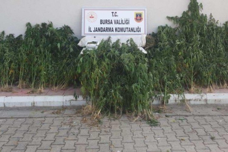 Bursa'da jandarmadan uyuşturucu operasyonu