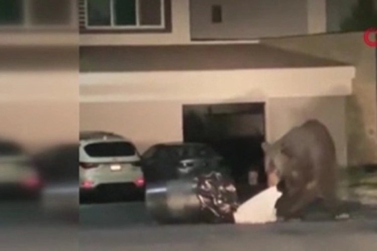 Meksika'da a&ccedil; kalan ayı, şehre inip yiyecek aradı!