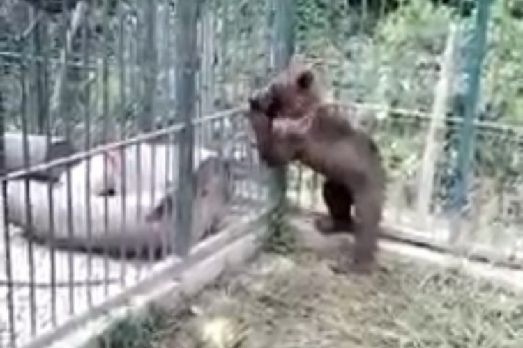 Balı fazla ka&ccedil;ıran ayının durumunun iyi olduğu &ouml;ğrenildi