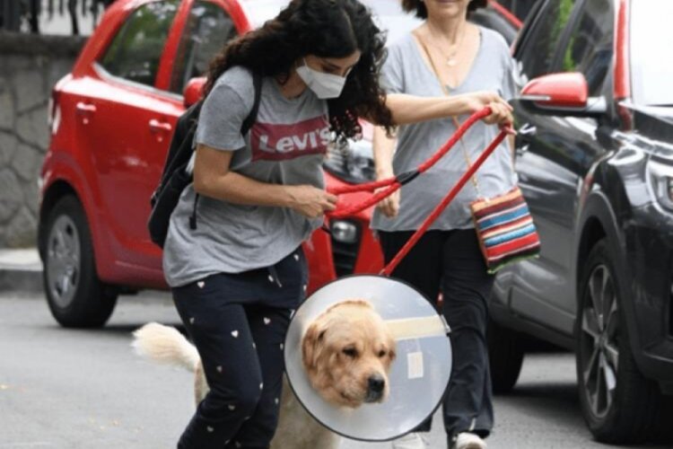 Melike İpek Yalova'nın k&ouml;peği inat&ccedil;ı &ccedil;ıktı