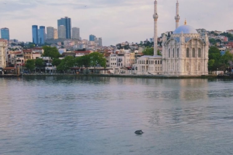 İstanbul Boğazında yunuslardan g&ouml;rsel ş&ouml;len