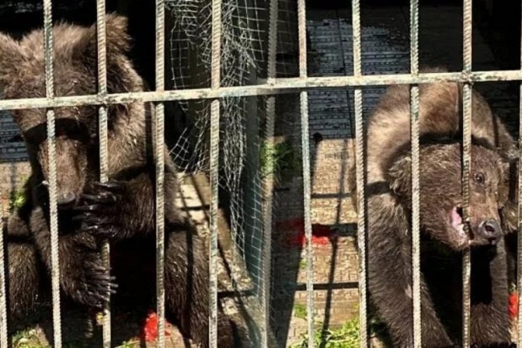 Balı fazla ka&ccedil;ıran 'Balkız' kendine geldi!