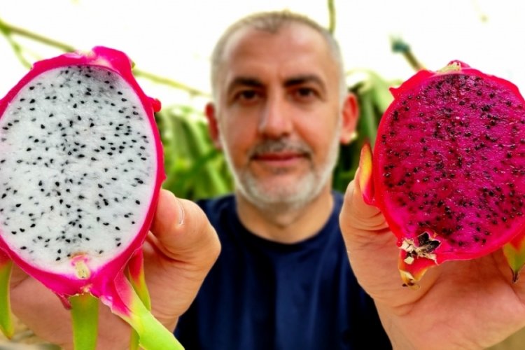 Bursa'da 'batarsın' diyenleri dinlemeyen ejder meyvesi &uuml;reticisi şimdi servet kazanıyor