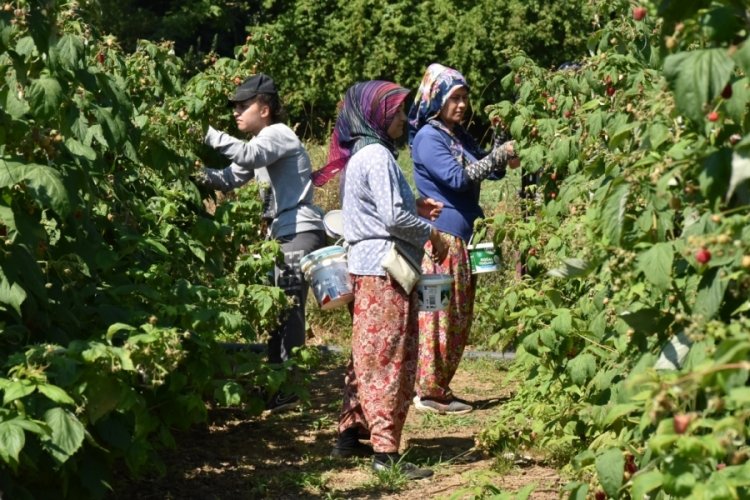 Ahududunun merkezi Bursa'da hasat mesaisi