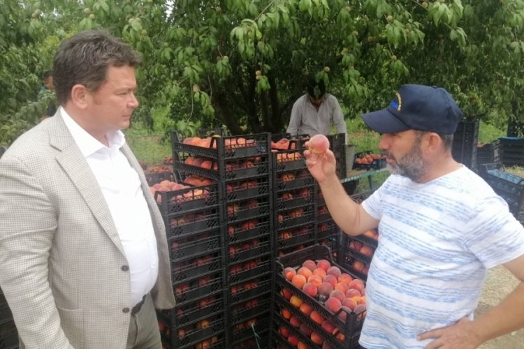 Erkan Aydın: B&ouml;yle giderse Bursa'da şeftali &uuml;reticisi kalmayacak