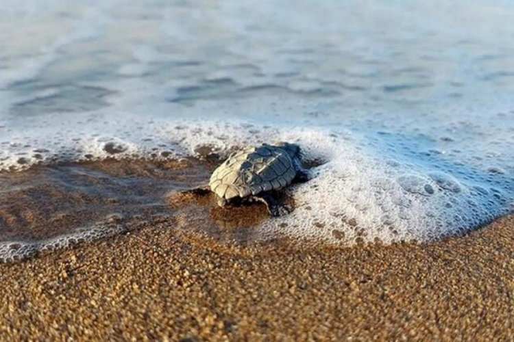 Su sıcaklığının d&uuml;şt&uuml;ğ&uuml; Belek'te caretta caretta yuvaları y&uuml;zde 61 azaldı