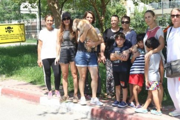 1 haftada 8 k&ouml;pek &ouml;ld&uuml;, 2 parkta zehirli tarımsal madde tespit edildi