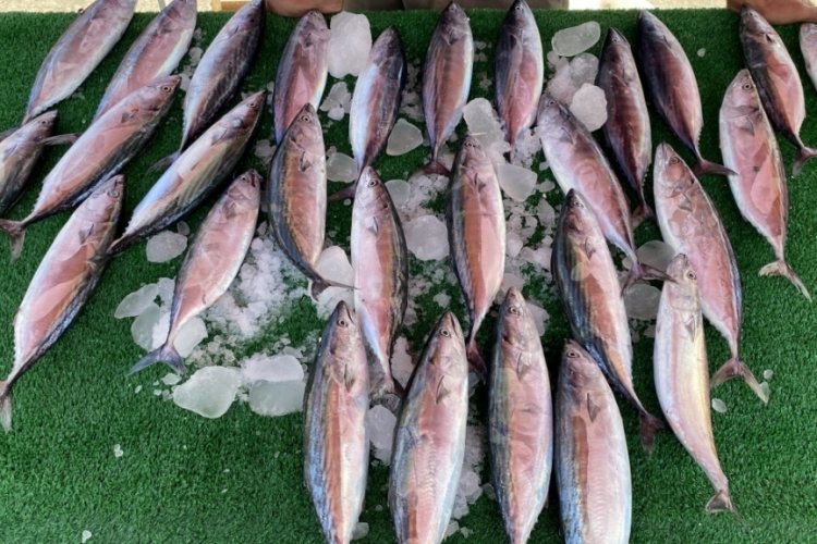 Oltacılar palamutla buluştu, y&uuml;zler g&uuml;ld&uuml;