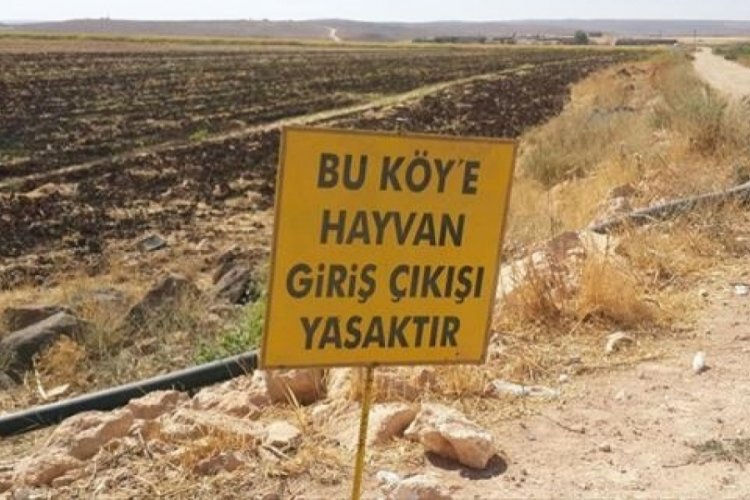 1 k&ouml;y kuduz vakası nedeniyle 6 ay s&uuml;reyle karantinaya alındı