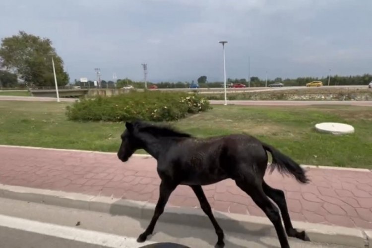 Bursa'da başıboş at trafiği birbirine kattı