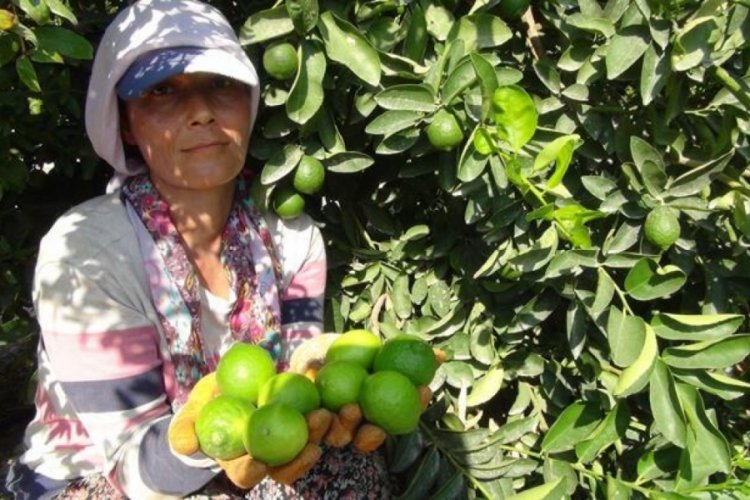 Lime hasadı başladı: Kilosu 50 lira