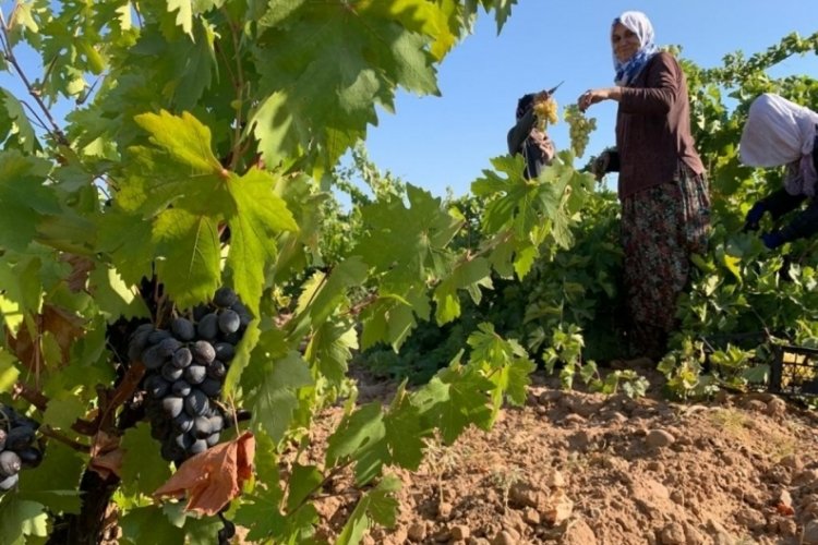 Gaziantep'te üzüm hasadı başladı