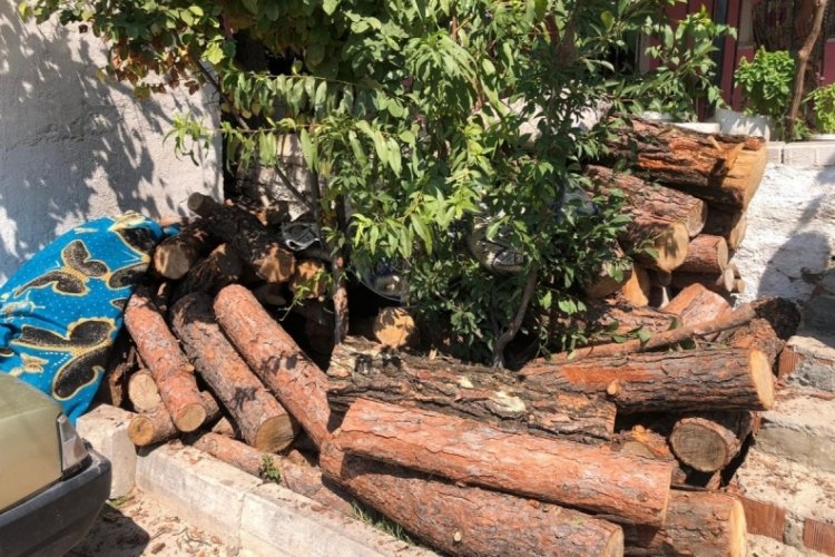 Ka&ccedil;ak kesilen 3 ton tomruk ortaya &ccedil;ıktı