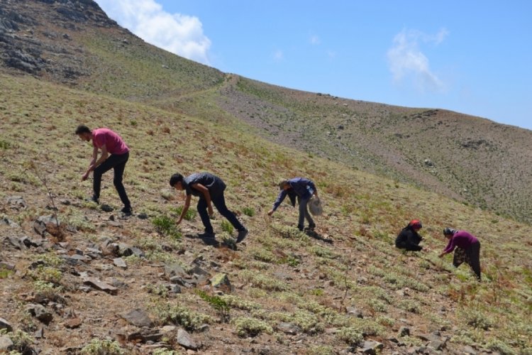 Ter&ouml;ristlerden temizlenen Amanoslar'ın zirvesinde ada &ccedil;ayı mesaisi