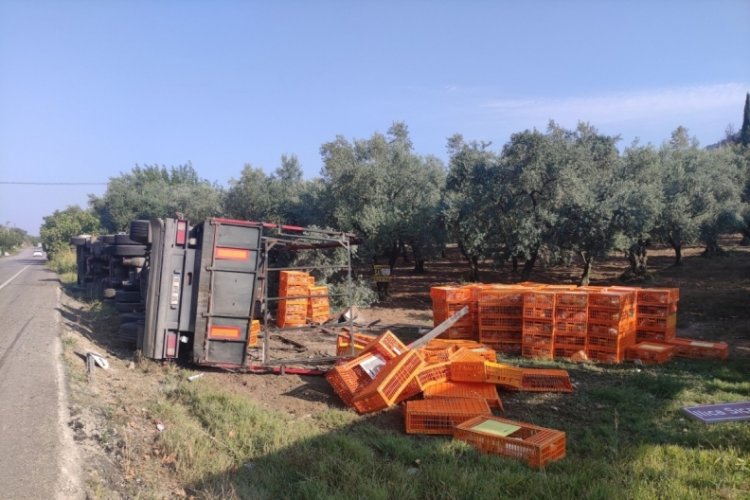 Bursa'da tır devrildi, y&uuml;zlerce tavuk telef oldu