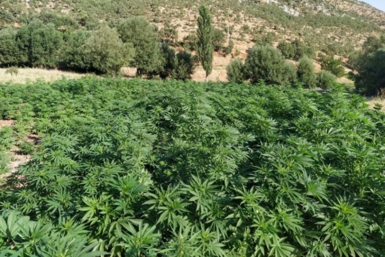 D&uuml;ğ&uuml;n yapmak i&ccedil;in kenevir ekti