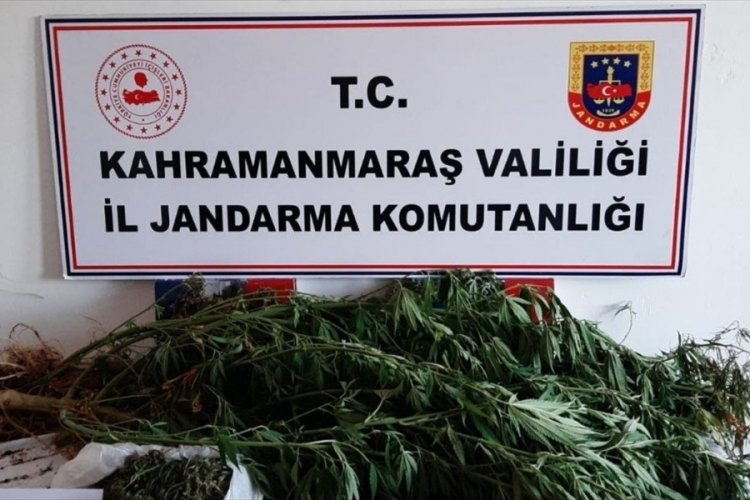 Kahramanmaraş'ta Hint keneviri yetiştiren ş&uuml;pheli yakalandı