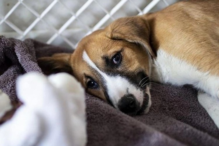 DS&Ouml;: Bir k&ouml;peğe sahibinden maymun &ccedil;i&ccedil;eği vir&uuml;s&uuml; bulaştı