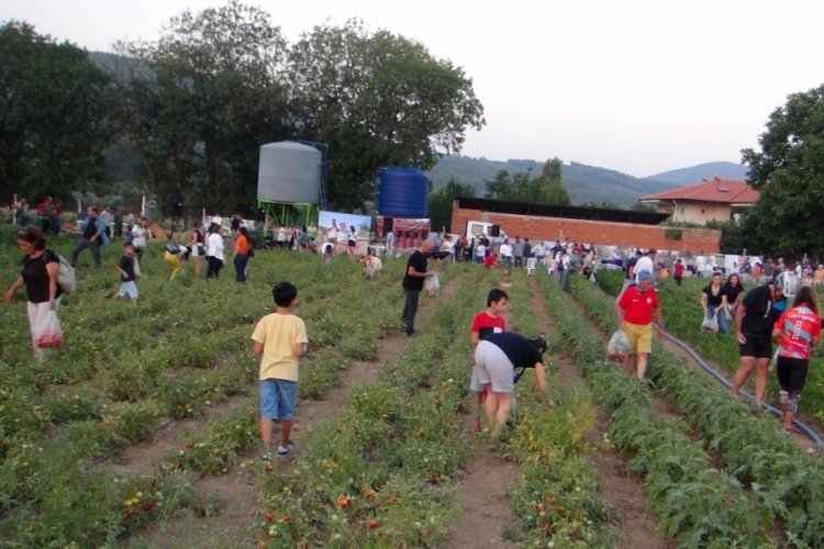 Ata tohumu &uuml;r&uuml;nlerin hasat şenliği yapıldı