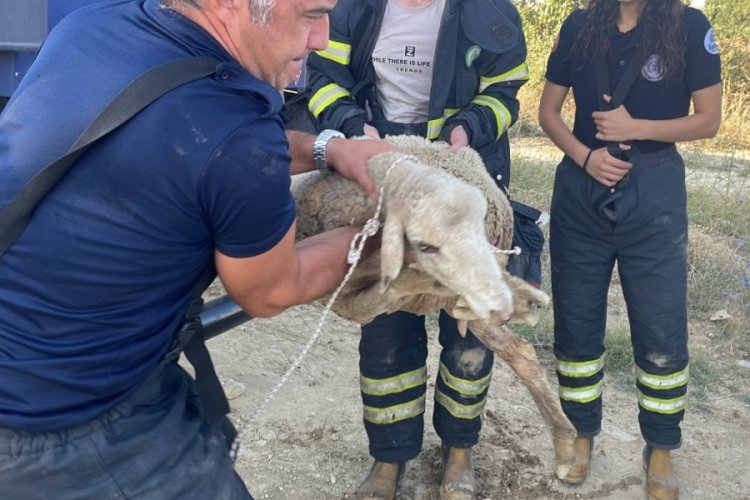 Edirne'de koyun kanalizasyona d&uuml;şt&uuml;