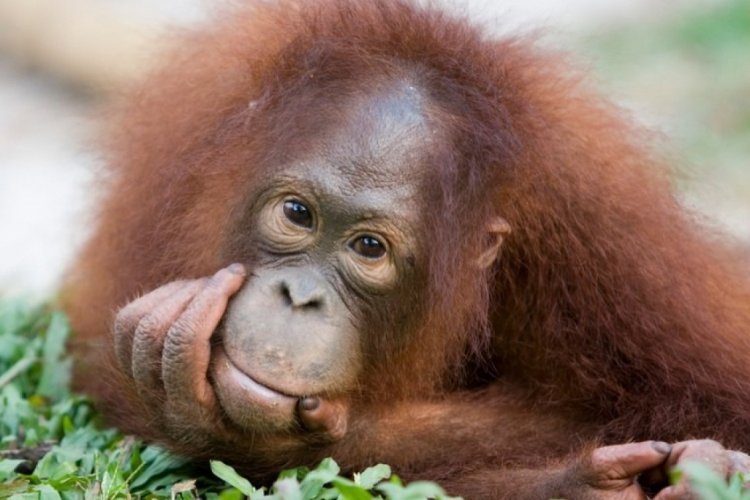 D&uuml;nya Orangutan G&uuml;n&uuml; nedir? D&uuml;nya Orangutan G&uuml;n&uuml; ne zaman?
