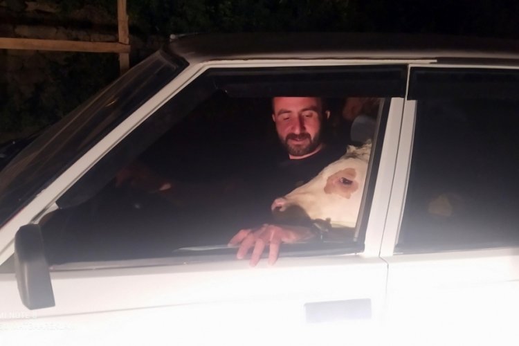 Yem pahalılığından bunalıma giren buzağısını arabayla gezdirdi