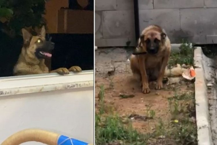 Sahipsiz k&ouml;pek g&ouml;zaltına alındı