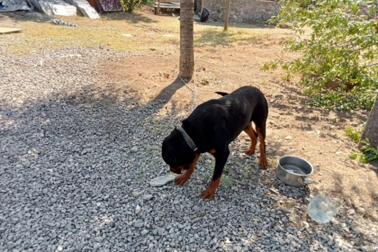 K&ouml;pek toprağı eşeledi, cinayet ortaya &ccedil;ıktı