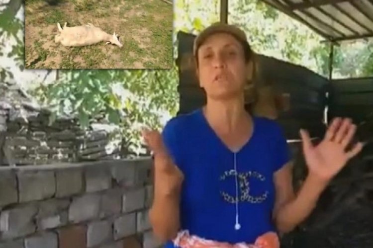 Aydın'ın K&ouml;şk il&ccedil;esinde sokak k&ouml;pekleri ağıla saldırdı!