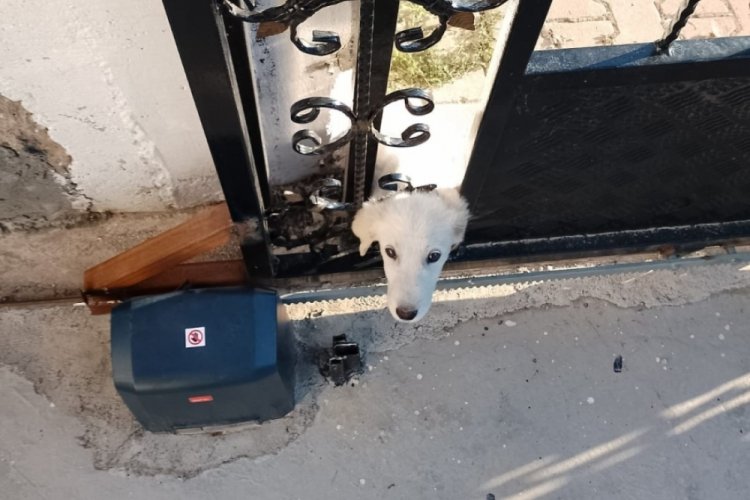 Konya'da başı sıkışan k&ouml;peği itfaiye ekipleri kurtardı