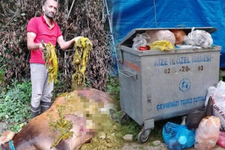 Plastik poşetler ineğin &ouml;l&uuml;m&uuml;ne sebep oldu