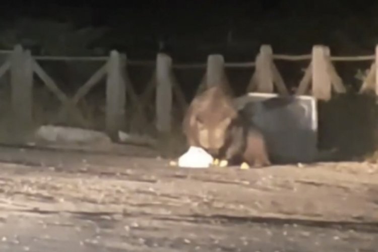 A&ccedil; kalan ayı Uludağ'da oteller b&ouml;lgesine geldi