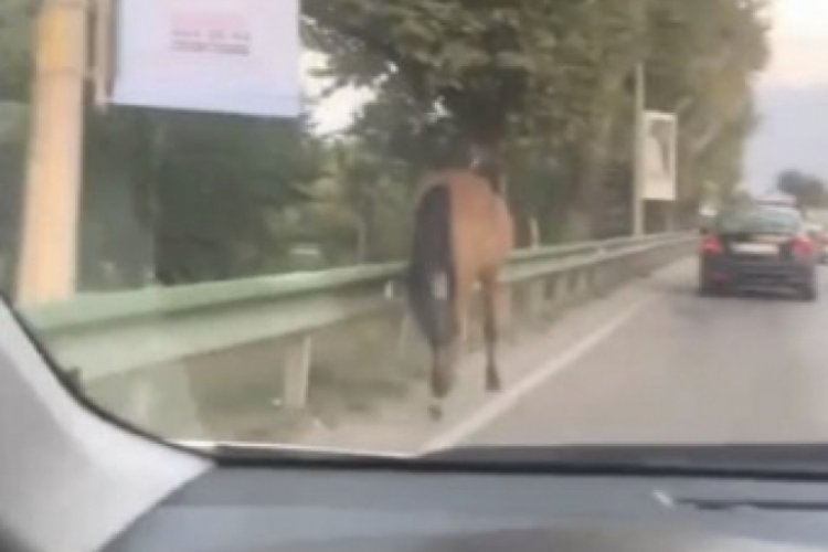 Başıboş atlar Bursa'nın yollarında cirit atıyor