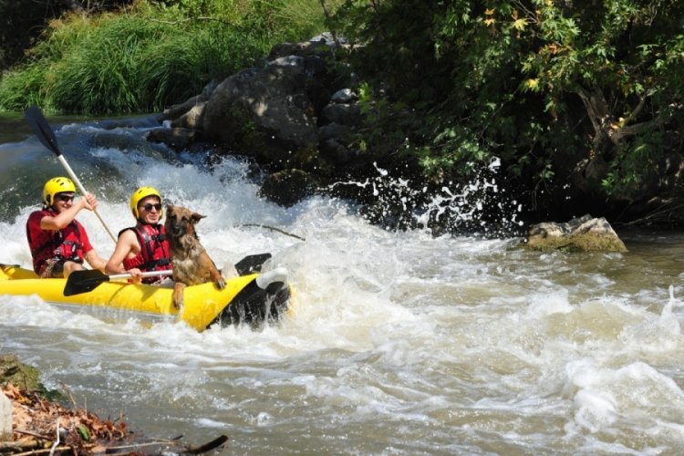 Bursa'da Alman kurt k&ouml;peği 'Leo'dan g&uuml;nde 1,5 saatlik rafting