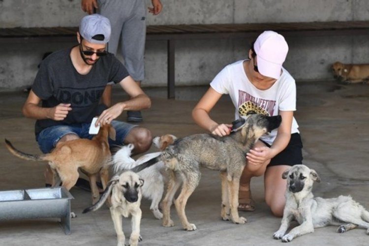 Havrita'ya kapatma davası: Havrita'da işaretlenen sokak k&ouml;pekleri &ouml;ld&uuml;r&uuml;l&uuml;yor