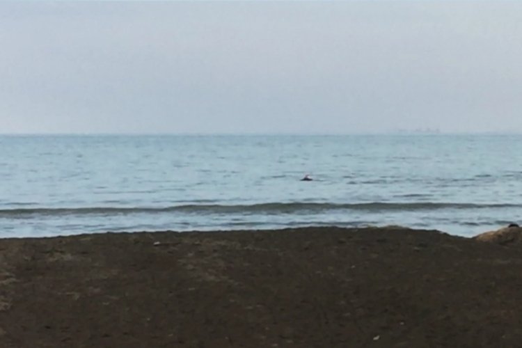 Ordu'da yunuslar vatandaşların ilgi odağı oldu