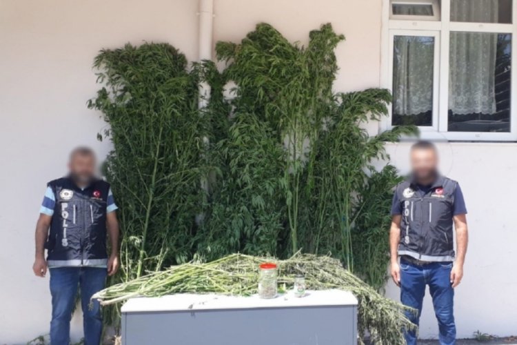 Kastamonu'da serada kenevir yetiştiren kişilere operasyon