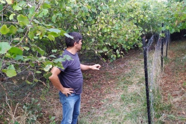 1 bu&ccedil;uk yıl &ouml;nce aldı, hasat zamanı geldiğinde şoke oldu