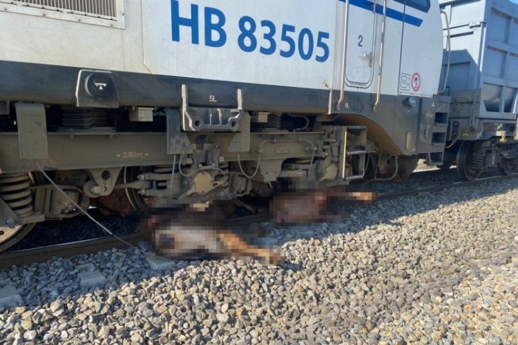 Eskişehir'de y&uuml;k treni b&uuml;y&uuml;kbaş hayvan s&uuml;r&uuml;s&uuml;ne &ccedil;arptı