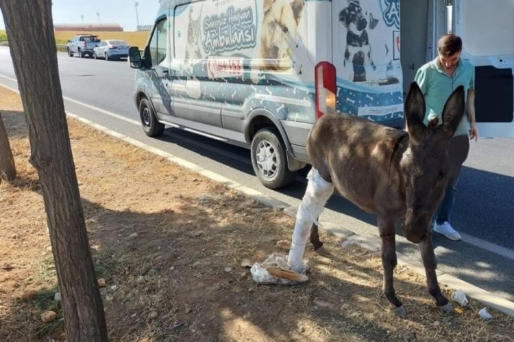 Bacağı kırılan eşek i&ccedil;in Batman Belediyesi seferber oldu