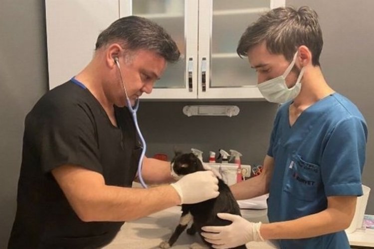 DOHADERN: Toplu k&ouml;pek katliamları ve hayvanseverlere şiddet son bulsun