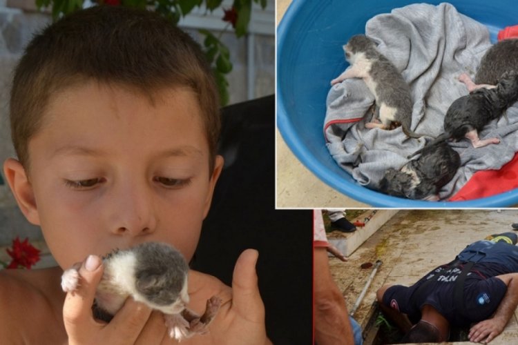 Antalya'da r&ouml;garda mahsur kalan yavru kediler i&ccedil;in seferber oldular