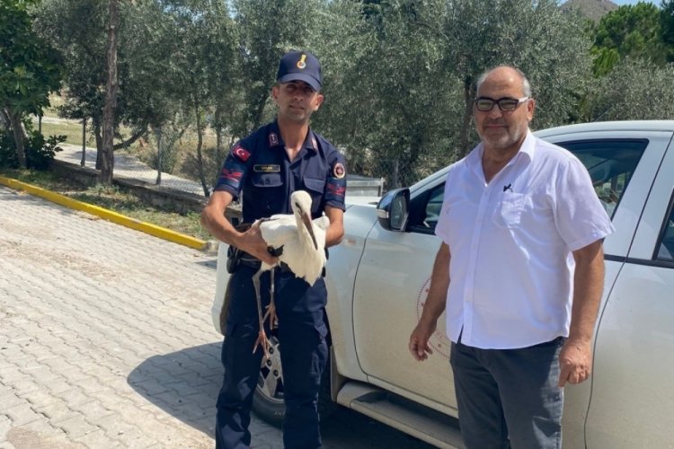 Eskişehir'de yaralı leylek jandarma ekiplerince bulundu