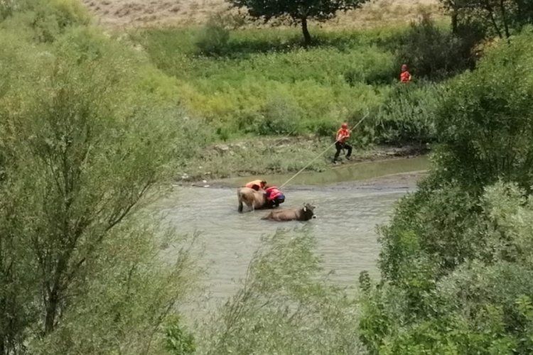 Erzincan'da b&uuml;y&uuml;kbaş hayvanlar bataklığa saplandı